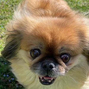 Meet your Posher, Hope